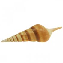 Deco jūrinis sraigės kiautas smailus 1kg