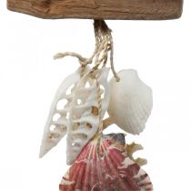 Deco kabykla jūrinė pakabinama dekoratyvi kriauklė jūrų žvaigždė 27cm 3vnt