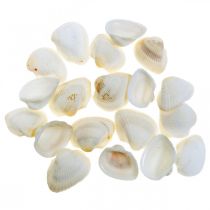 daiktų Deco Shell White Real kriauklės rafija tinkle deco maritime 400g