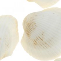 Deco Shell White Real kriauklės rafija tinkle deco maritime 400g