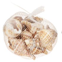 daiktų Kriauklės Dekoratyvinis kreminis Rudas Dryžuotas 3cm–8cm 300g