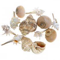 daiktų Dekoratyviniai kriauklės ir sraigių kriauklės tuščios baltos, natūralios dekoratyvinės jūrinės 350g