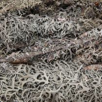 daiktų Dekoratyvinės šakos pilkos samanos dekoratyvinės šakos kerpių šakelės 30-60cm 1kg