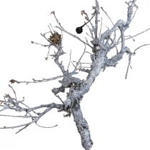 daiktų Deko šakelės bonsai medienos deko šakos skalbtos balta 800g