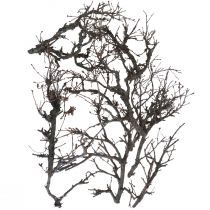 daiktų Deko šakelės bonsai medienos deko šakos 15-30cm 650g