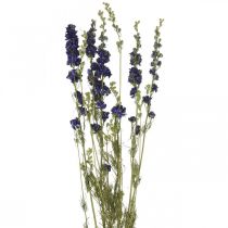 daiktų Džiovintas delfinis, sausas floristika, delphinium blue L64cm 25g