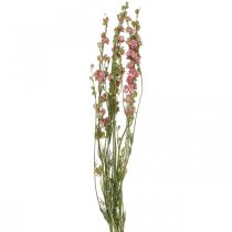 daiktų Džiovintos gėlės delphinium, Delphinium pink, dry floristika L64cm 25g