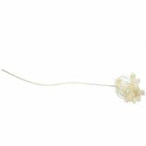 daiktų Krapų baltumo pasnigo 117cm