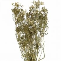 Džiovintos gėlės krapai gamta sausa floristika 50cm 20p