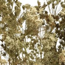 Džiovintos gėlės krapai gamta sausa floristika 50cm 20p