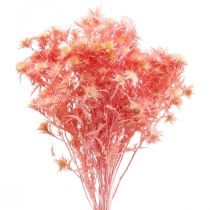 Džiovintos erškėčio deko šakelės Dusty rausvos džiovintos gėlės 100g