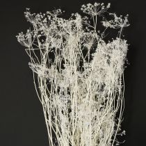 daiktų Džiovinti skėtinių žiedai balti 70-80 cm 150 g