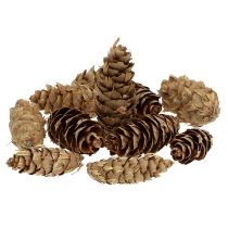 daiktų Douglas kūgiai 1,3 kg
