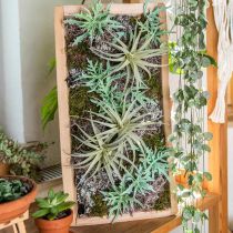 Echeveria 33cm šviesiai žalia