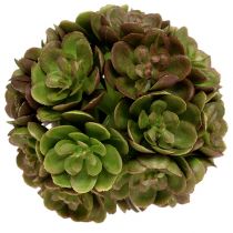 Echeveria kamuolys 5cm žalias 4vnt