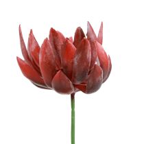 Sultingi Echeveria dirbtiniai žali augalai raudoni Ø12cm 19,5cm
