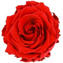 daiktų Tikrų rožių galvutės „Infinity Roses Red Premium“ Ø8,5 cm 4 vnt.