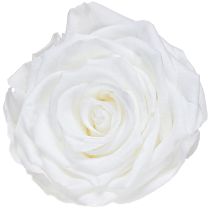 daiktų Tikrų rožių galvutės „Infinity Roses White Premium Ø8.5cm“ 4 vnt.