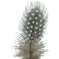 daiktų Tikros perlinių vištų plunksnos dekoratyvinės plunksnos natūralios 4-12cm 100vnt