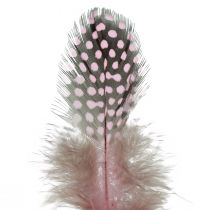 daiktų Tikros perlinių vištų plunksnos rausvos su taškeliais 4-12cm 100vnt