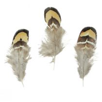 daiktų Tikros paukščių plunksnos dekoratyvinės plunksnos dryžuotos 3-4cm 60vnt
