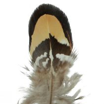 daiktų Tikros paukščių plunksnos dekoratyvinės plunksnos dryžuotos 3-4cm 60vnt