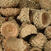 daiktų Gilių kepurėlės, natūralios dekoratyvinės gilės rankdarbiams, 1,5 cm, 200 g