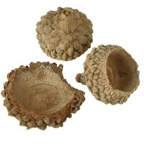 daiktų Gilių kepurėlės, natūralios dekoratyvinės gilės rankdarbiams, 1,5 cm, 200 g