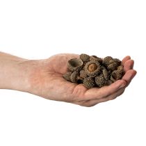 daiktų Natūralūs gilių kepurėlės, dekoratyviniai dubenėliai rudeniui ir Adventui, 2 cm, 300 g