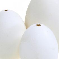 daiktų Gulbių kiaušinių ir vištų kiaušinių mišinys išpūstas kiaušinių baltymas 5,5/8cm 9vnt