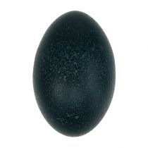 Emu kiaušinis natūralus 12cm - 14cm 1vnt
