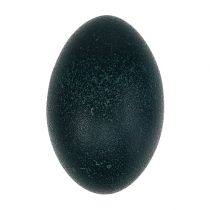 Emu kiaušinis natūralus 12cm - 14cm 1vnt