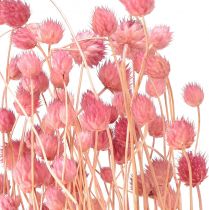 daiktų Braškių erškėčių puošmena senos rožinės spalvos džiovinti žiedai rožiniai 50cm 100g