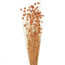 daiktų Braškinis erškėtis džiovintos gėlės erškėčio puošmena terakota 68cm 85g