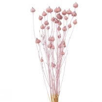 daiktų Braškių erškėčių sauso erškėčio puošmena šviesiai rožinė 58cm 65g