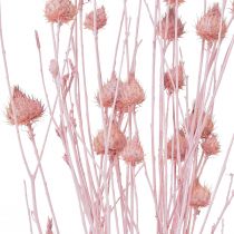daiktų Braškinio erškėčio sauso erškėčio puošmena šviesiai rožinė 58cm 65g