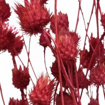 Džiovintos gėlės Red Dry Thistle Braškinis erškėtis spalvotas 100g