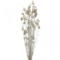 Džiovintos gėlės Baltasis džiovintas erškėtis Braškių erškėtis spalvotas 100g