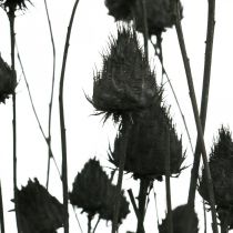 Džiovintos gėlės Black Dry Thistle Braškinis erškėtis 100g