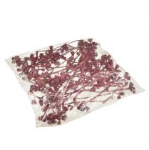 daiktų Eukalipto šakelės, raudonai matinės, natūralios, egzotiškos dekoracijos, 25 vnt.