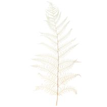 daiktų Paparčio lapai Baltas Papartis Džiovintas Balintas 50cm 10 vnt