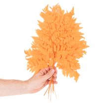 daiktų Džiovinti ir konservuoti paparčio lapai floristikai ir rudens dekoracijoms, 42 cm, 10 vnt.