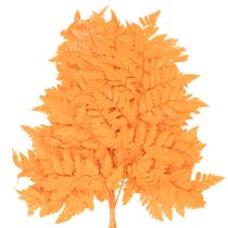 daiktų Džiovinti ir konservuoti paparčio lapai floristikai ir rudens dekoracijoms, 42 cm, 10 vnt.