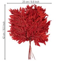 daiktų Konservuoti ir dažyti paparčio lapai, tikrasis papartis rudens kompozicijoms, 42 cm, 10 vnt.