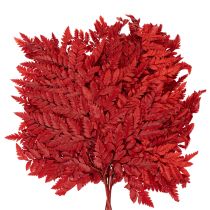 daiktų Konservuoti ir dažyti paparčio lapai, tikrasis papartis rudens kompozicijoms, 42 cm, 10 vnt.