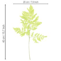 daiktų Paparčiai: konservuota, aukštos kokybės natūrali medžiaga ilgalaikiams dekoravimo projektams, 40 cm, 10 vnt.