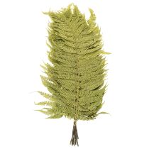 daiktų Džiovintas ir konservuotas papartis. Puikiai tinka natūraliai namų dekoracijai. 80 cm.