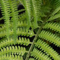 daiktų Dirbtinis papartis vazone svetainei ir biurui, 35 cm