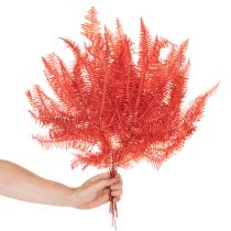 daiktų Paparčiai, konservuotos džiovintos gėlės, rudens dekoracija, 60 cm, 10 vnt.