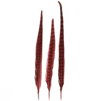 daiktų Fazano plunksnos raudonos tikros plunksnos Dekoratyvinės Vyno Raudonos 35-45cm 9 vnt.